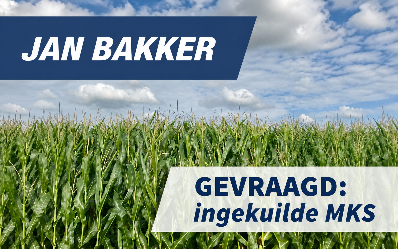 Gevraagd: ingekuilde MKS/maiskolvenschroot